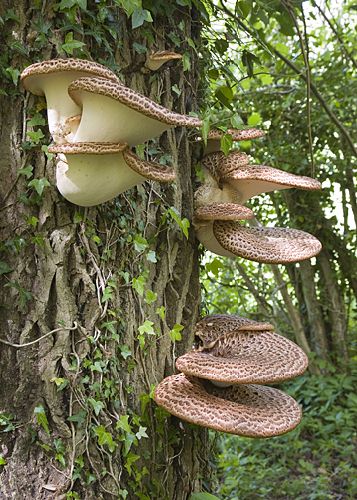 Polyporus squamosus